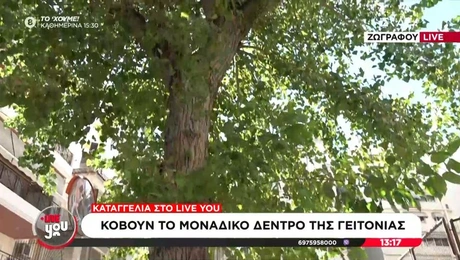 Δέντρο στου Ζωγράφου