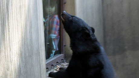 Αρκούδα σε ζωολογικό πάρκο της Ιαπωνίας