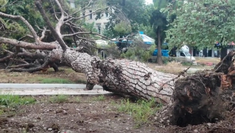 Πτώση δέντρου στην Πάτρα