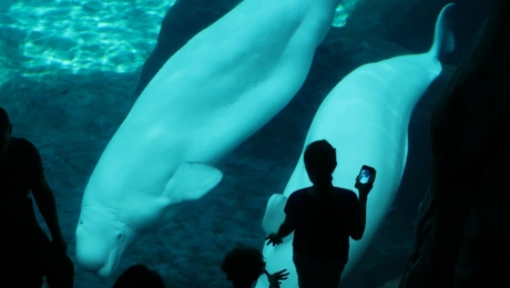 φάλαινα-μπελούγκα