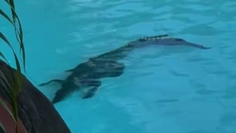 Κροκόδειλος σε πισίνα ξενοδοχείου στην Αυστραλία