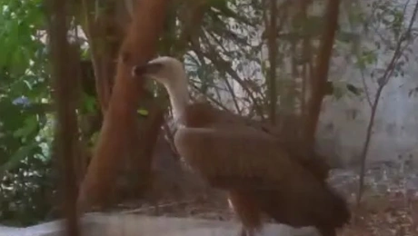 Γύπας μήκος