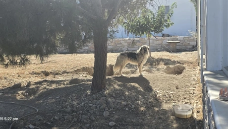 σκύλος-δεμένος