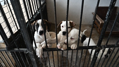 σκυλια-αδεσποτα-καταγυγιο-ζωα