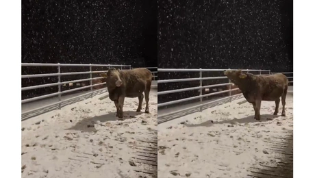 αγελαδα χιονι