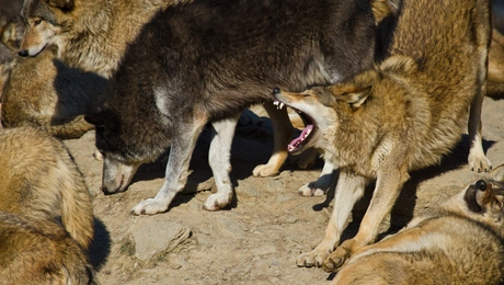 λύκοι στην Θεσσαλονίκη