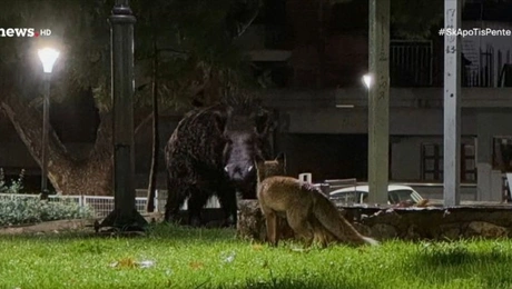 αγριογούρουνο αλεπού Πετρούπολη