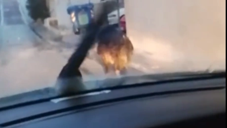 Αγριογούρουνο στο Περιστέρι