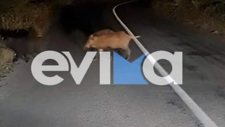 αγριογούρουνο