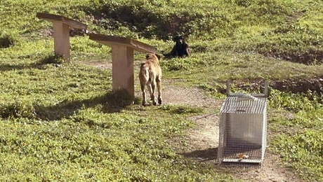 Αδέσποτοι σκύλοι στο Άργος