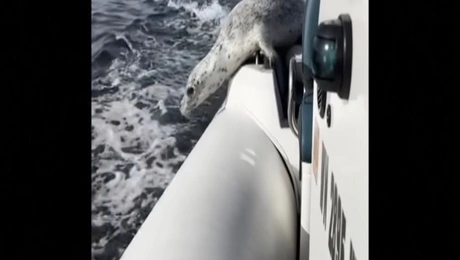 φώκιες φάλαινες