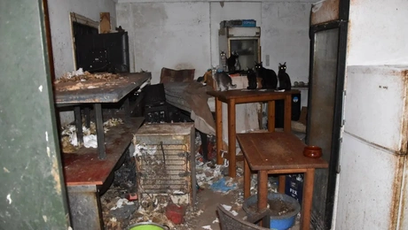 κακοποιηση-ζωα-γατες-δονουσα