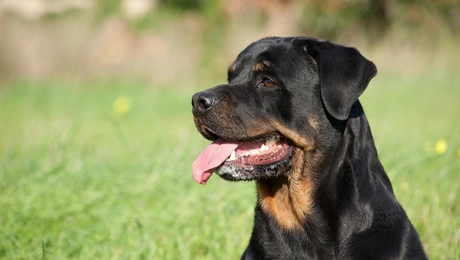 Σκύλος Ροτβάιλερ