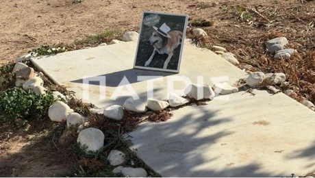 σκύλος Κανέλα