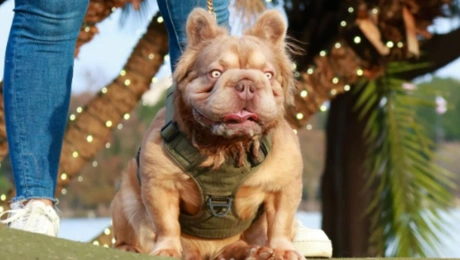 Γαλλικό Μπουλντογκ