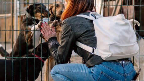 αδέσποτα ζώα