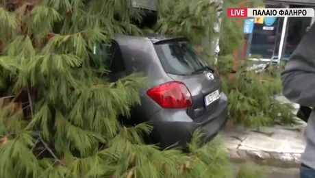 δέντρο Παλαιό Φάληρο