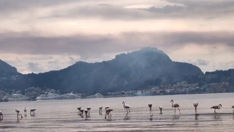 φλαμινγκο-ναύπλιο