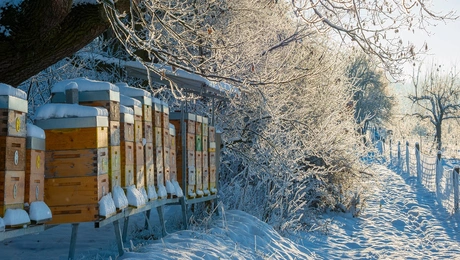 μέλισσες χιόνι