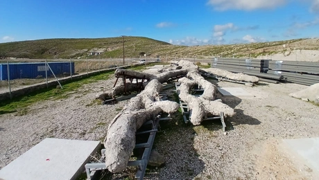 δέντρο-Μυτιλήνη 