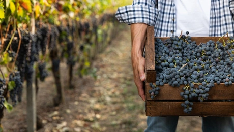 Οινοπαραγωγός