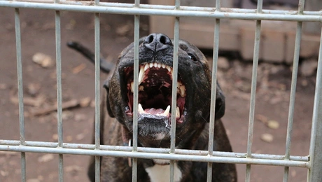 Σκύλος πίτμπουλ