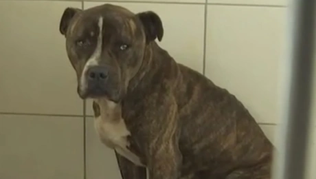 Ζάκυνθος-σκύλος