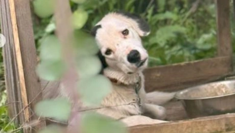 σκύλος-κακοποιηση-ηλεια-κρεστενων-καταφυγιο