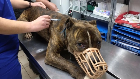 ζακυνθος-σκύλος