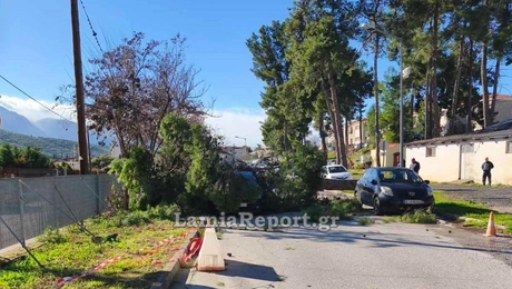 Λαμία - δέντρο