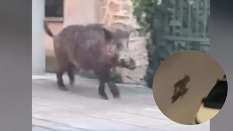 Αγριογούρουνο και λύκος στο Χαϊδάρι 