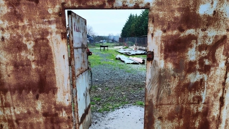 άτυπο-Κυνοκομείο-Αλεξάνδρεια