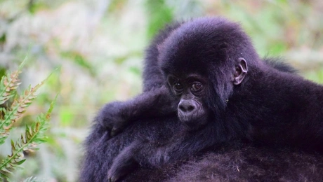 Μωρό ορεινό γοριλάκι
