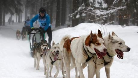 Ελκηθροδρομία στη Γροιλανδία