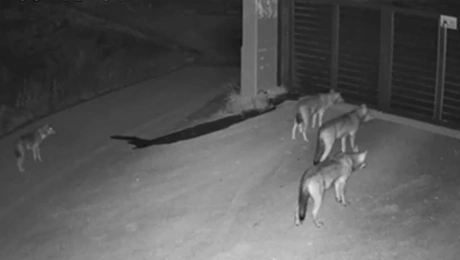 Λύκοι έξω από σπίτι στη Θεσσαλονίκη