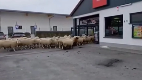 Τα πρόβατα εισβάλλουν στο σούπερ μάρκετ