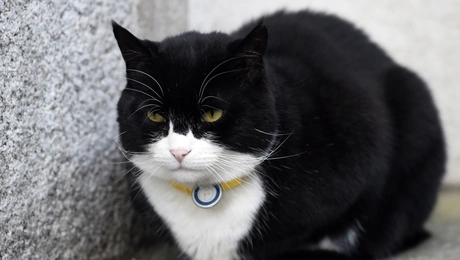 Ο Palmerston έξω από τη Ντάουνινγκ Στριτ (μάλλον βλέποντας τον άσπονδο φίλο του Larry)