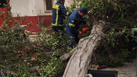 πτώσεις δέντρων 