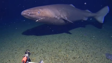 Καρχαρίας στην Ανταρκτική