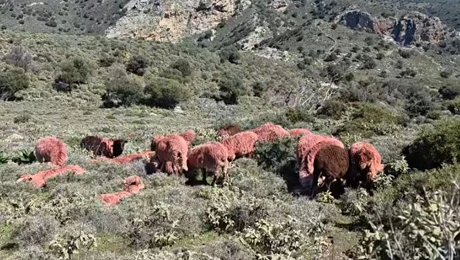 Τα κόκκινα πρόβατα του βοσκού από την Κρήτη
