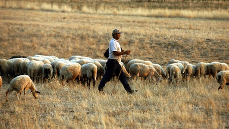 Κτηνοτρόφος