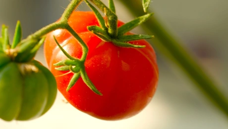 ντοματάκι-Σαντορίνης