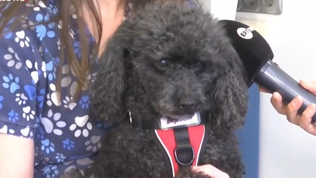 Η Άριελ, ο σκύλος που «εργάζεται» σε οδοντιατρείο στη Θεσσαλονίκη