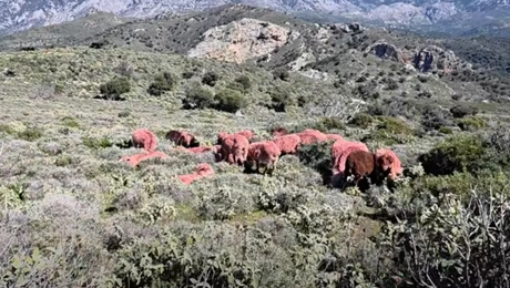 Κτηνοτρόφος στην Κρήτη έβαψε... τα πρόβατά του κόκκινα