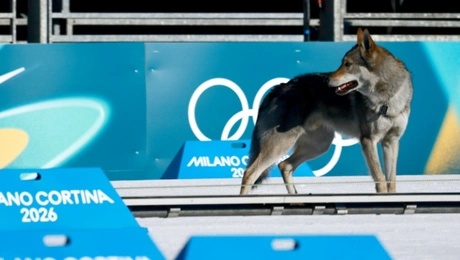 Σκύλος εισέβαλε στους Χειμερινούς Ολυμπιακούς Αγώνες