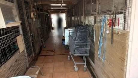 πολυκατοικια-αμπελοκηποι-ζωα