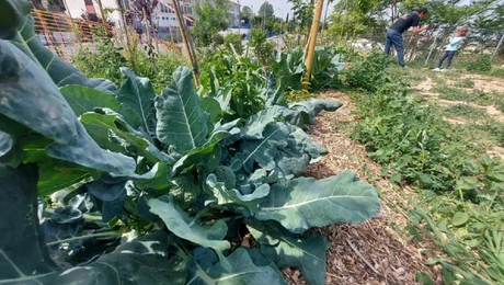 Το «Βρώσιμο Δάσος» της Θεσσαλονίκης