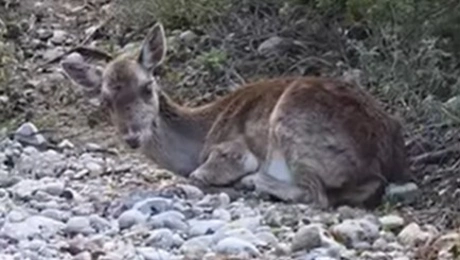 Απεγκλωβισμός τυφλής ελαφίνας σε παγωμένο ποτάμι της Ρόδου