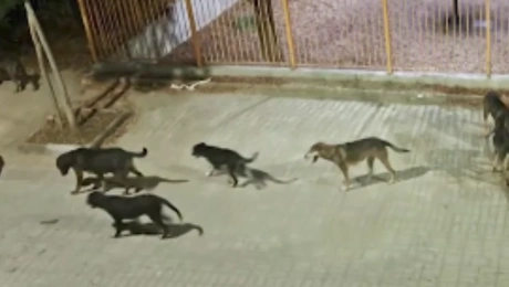 Αγέλη σκύλων στο Λιτόχωρο επιτέθηκε σε 60χρονη τουρίστρια