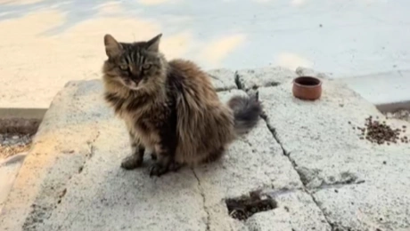 γατα-Λουκια-Ακροπολη